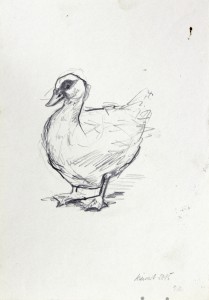 Muscovy duck 